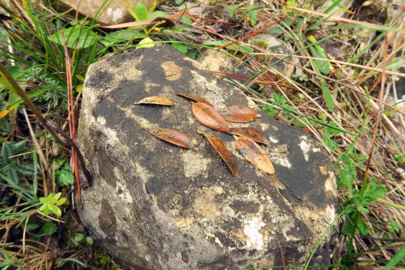 Ceuthospora buxi 1 - IMG_4642